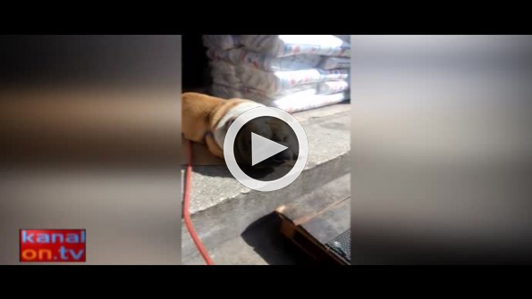 Asabi köpeğe şaka yapan adamın acı sonu kamerada!