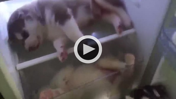 Buzdolabında keyif yapan 3 dünya tatlısı Sibirya Kurdu