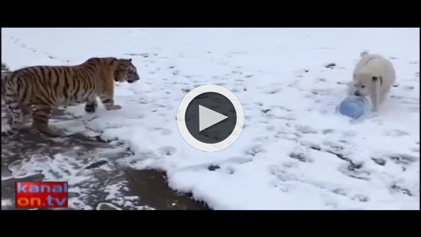 Türkmen çoban köpeği kaplana karşı!