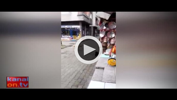 Karadeniz kedisi böyle olur!