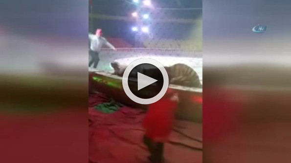 Sirkte kaplanlar ata saldırdı
