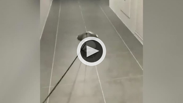 Direnme işini zirveye çıkaran sevimli köpek