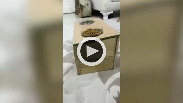 Ön ayakları olmayan kedisine en büyük iyiliği yaptı