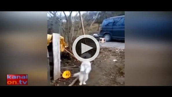 Kemençe sesine dayanamayan köpek!