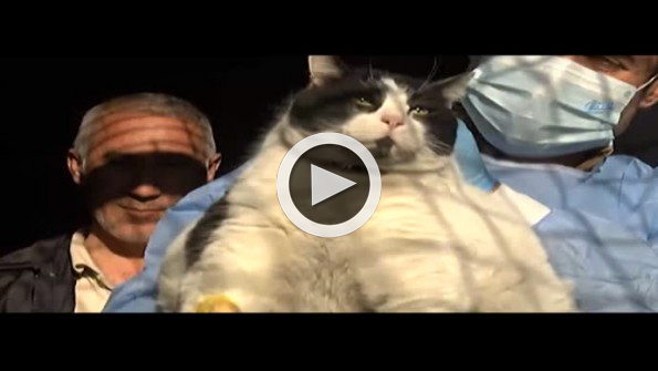 Obez kedi yediklerinden zehirlendi