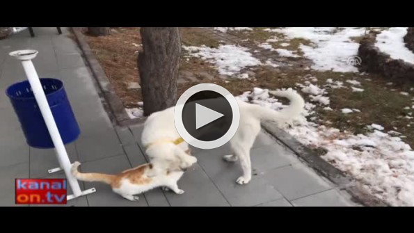 Kedi ile köpeğin dostluğu görenleri şaşırttı