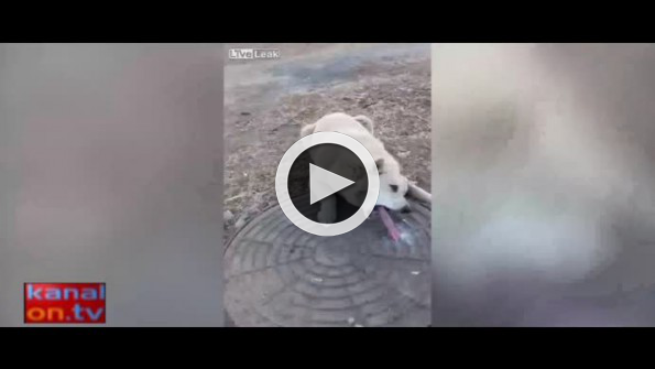 İçtiği su donan köpeğin dili rögar kapağına yapıştı