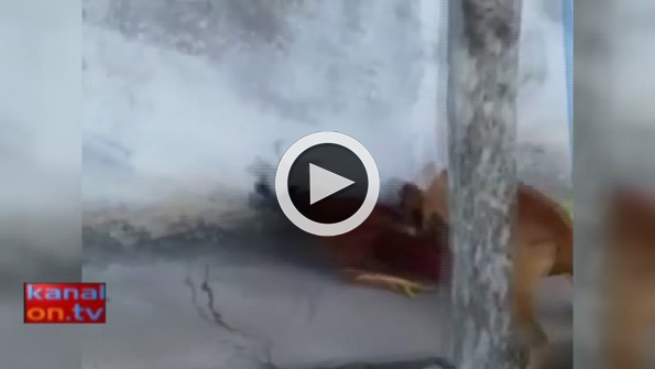 Köpekle horozun kavgasında bakın galip kim çıktı