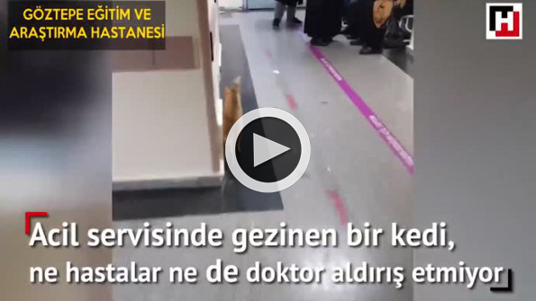 Acil servise kedi sokan Hürriyet muhabiri bunu haber yaptı!