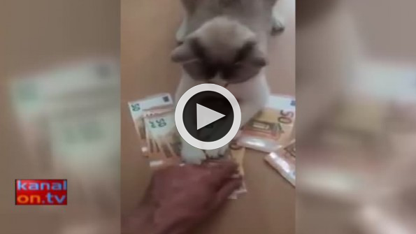 Parasını vermek isteyen kedi!
