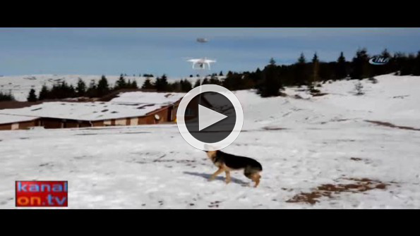 Drone gören köpek kahkahaya boğdu