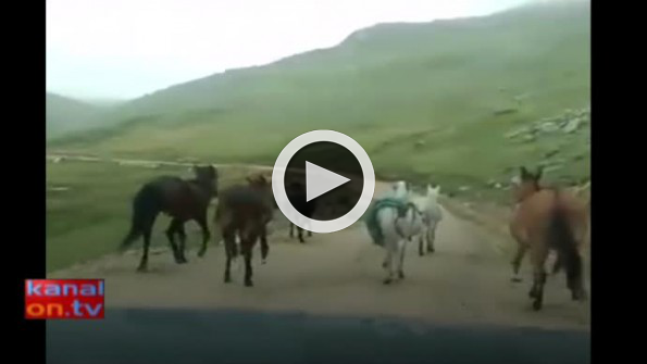 Çifteyle arabayı haşat eden at