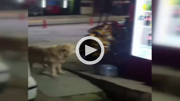 Cips tutkunu köpek bakkaldan cipsi böyle aşırdı