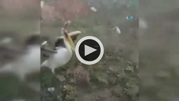 Pelikanla bir garip yolculuk! Görüntüler Konya’dan