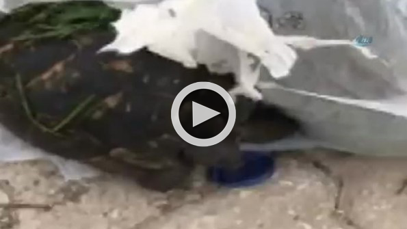 Çöpte bulundu, hayata döndürüldü