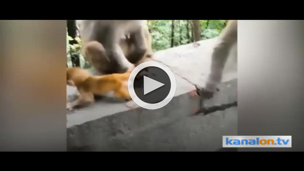 Yavrusunu yanından ayırmayan anne şempanze