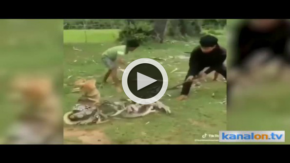 Pitonun boğmak üzere olduğu köpeği çocuklar kurtardı