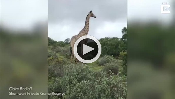 Aslanı görünce yavrusunu ölüme terk eden anne zürafa