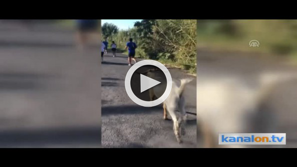 Maraton koşan keçi madalya kazandı