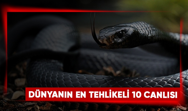 Dünyanın En Tehlikeli 10 Canlısı