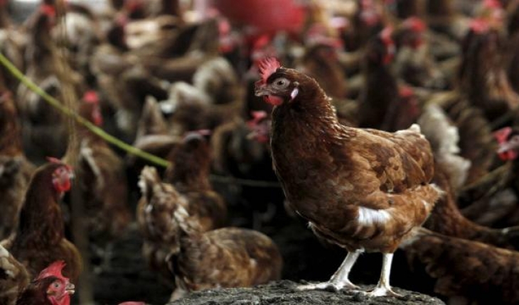 Bulgaristan’da kuş gribi endişesi: 39 bin tavuk itlaf ediliyor