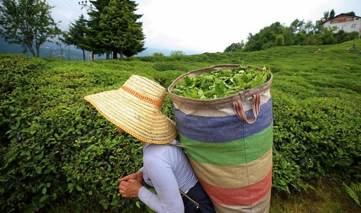 Çay ihracatından 9,8 milyon dolarlık gelir