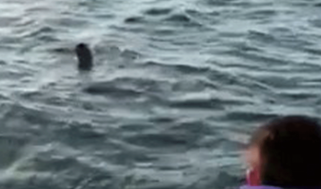 Polisten yüzerek kaçmaya çalıştı, 2 kilometre sonra yakalandı