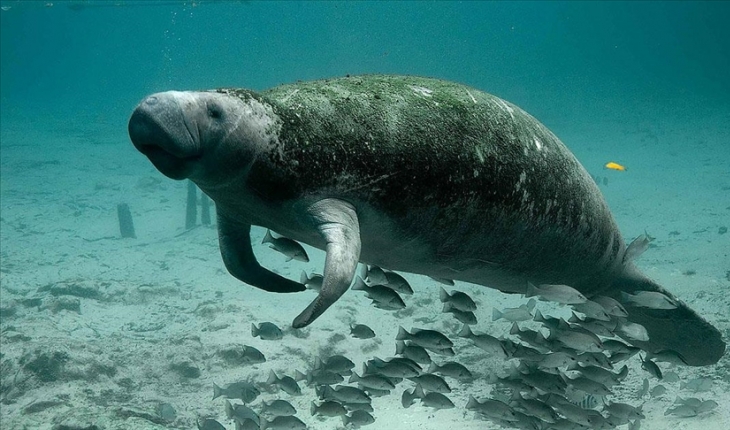 Soyu tükeniyor: Deniz kızı masallarına ilham veren dugonglar