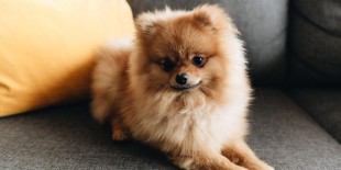 Boo Köpek – Dünyanın En Sevimli Minik Dostu
